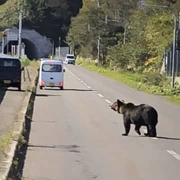 「クマ外傷」の衝撃的な実態…人身被害の75%は人里で発生している