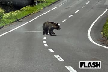 2年で2倍超、クマ被害に警察・自衛隊稼働も「1発で仕留めないとより凶暴に」ヒグマ防除隊員が語る「緊急銃猟」制度の課題