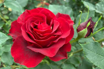 初心者でも楽しめる秋バラの魅力！長く咲かせる方法と病害虫対策を解説【ガーデニング】