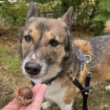 犬の散歩・通院で犬のストレスになりやすいこと　対処法を解説
