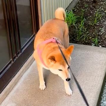 『もう居ないんだよ…』いつも犬の散歩中におやつをくれたおばあちゃん→亡くなってしまい…切なすぎる光景が38万再生「泣ける」「寂しいね」