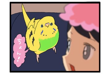 換羽後の暴走：愛とエネルギーが止まらないセキセイインコ【鳥マンガ #148】