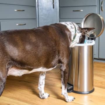 犬の『ゴミ箱あさり』をやめてもらう方法3つ　興味を持ってしまう理由から対処法まで