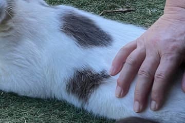 3.3万いいねを集めた塩対応にゃんこに注目！投稿主になでられたと勘違いして「やめろ」と振り向く→大好きな母だとわかって、気まずい表情に！