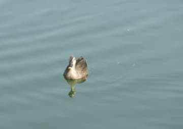 冬の琵琶湖で野鳥観察体験！自然の魅力にふれよう！「野鳥観察会～琵琶湖の冬鳥～」開催★【12月14日・2月1日/草津市】