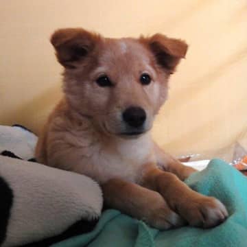 山の中で保護された子犬をお迎え→持病を抱えながらも“犬生”を楽しむ様子に勇気づけられる