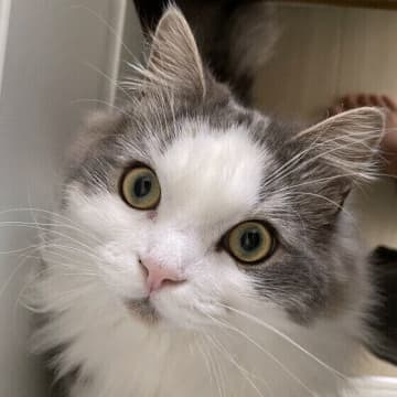 鼻くそを綿棒で取るのは大丈夫？　猫の鼻くそに関する素朴な疑問5つ