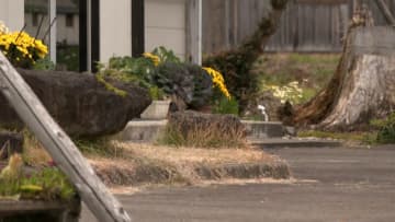 クマによる人身被害各地で相次ぐ…秋田で男女3人・新潟で男性1人・青森で男性1人ケガ