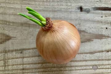 タマネギに芽が出ても食べられる？　生で食べすぎるのはNG？　栄養士が教える保存のコツと注意点