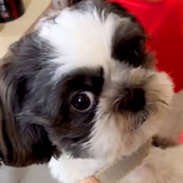 『こんなにも可愛らしい犬が…』シャンプーの様子を送ってもらった結果→『衝撃的な表情』が115万再生「笑いとまらんｗｗ」「ほんとに誰ｗ」