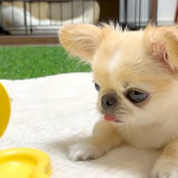 『回すとオヤツが出てくるおもちゃ』を２匹の犬に遊ばせた結果…あまりにも『真逆すぎる反応』が話題「いいコンビ」「個性しっかり出てる」