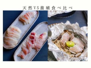 【ご近所で天然魚クエスト】天然vs養殖（お刺身＆ホイル焼き）