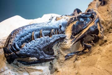 「決闘する恐竜」、ティラノサウルスの解釈を一新　化石は別種だった可能性