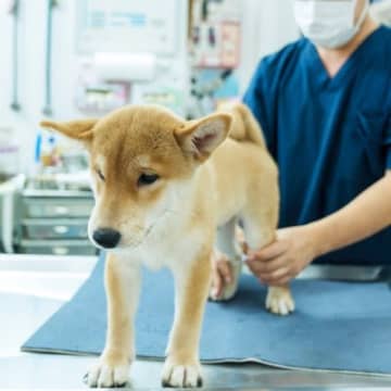 犬が『抱っこから落下』したときにすべき行動3つ　ケガの危険性や異変を感じたときの対処法