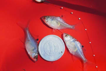 小さいほうがいい「タナゴ釣り」での極小「名人カスタマイズ針」とは！？　市販品と比べた「意外な結果」