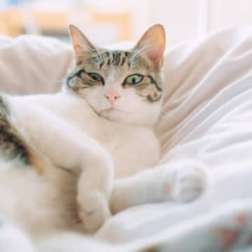 猫の『鼻が乾燥している』ときの原因3つ　常に湿っている理由から病院に行くべきケースまで