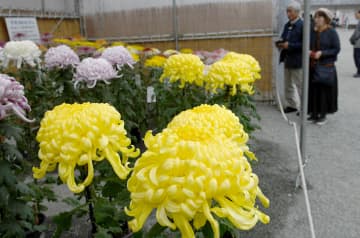 小田原城址公園で菊花展　本丸広場に500点、天守閣と“競演”