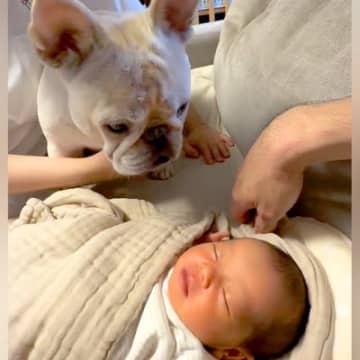 生まれたての赤ちゃんと犬が『初対面』した結果→不思議そうに見つめて…尊すぎる『愛にあふれたリアクション』に反響「たまらないかわいさ」