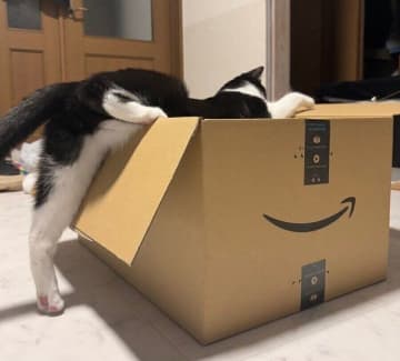 「ダンボール入るのヘタクソ？」偶然見かけた猫のもたつく姿について獣医師に理由を聞いてみた