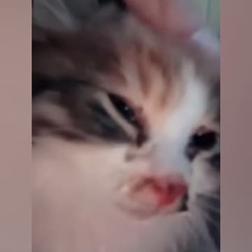 雨の中、ぐったりと"衰弱していた子猫"→思わず抱きかかえた日から４か月…感動の"変化"に「うれし泣きした」「ありがとう」の声