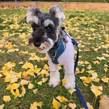秋のお出かけが犬のストレスに！？　暮らしにひそむ犬の「イヤ」なこと