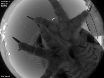 夜の天文台に“空からの来客”　ESOの全天カメラがとらえたユニークな1枚