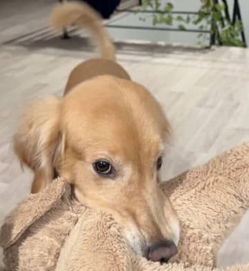 可愛らしいアピールで断れない!?　「食後に遠慮がちに遊びに誘ってくるのが日課」なゴールデンに反響