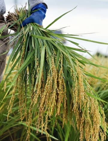 コメ価格、先安観強まる　新米収穫増で指数大幅下落