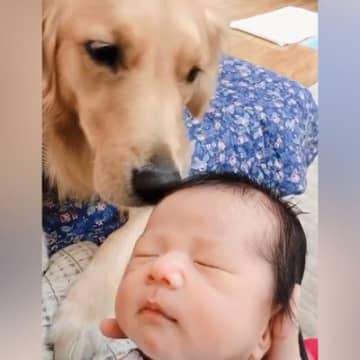 生後まもない赤ちゃんと大型犬が一緒に過ごした結果…『まるでお姉ちゃんのような行動』の数々が13万再生「ステキな家族」「うるっとしちゃう」