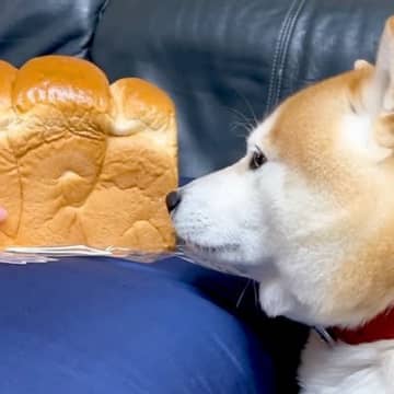 パンにそっくりな柴犬の前で『食パンをなでなでしてみた』結果…愛おしすぎる『まさかの反応』が1009万再生「嫉妬ｗ」「虚無で草」現在の姿も