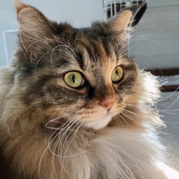 猫が不意打ちの音に弱いのはなぜ？並外れた聴覚のヒミツに迫る