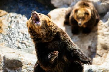 【読書亡羊】熊はこうして住宅地にやってくる！  佐々木洋『新・都市動物たちの事件簿』（時事通信社）｜梶原麻衣子　その昔、読書にかまけて羊を逃がしたものがいるという。転じて「読書亡羊」は「重要なことを忘れて、他のことに夢中になること」を指す四字熟語になった。だが時に仕事を放り出してでも、読むべき本がある。元月刊『Hanada』編集部員のライター・梶原がお送りする時事書評！