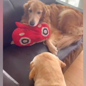 小さなソファで転がる大型犬→もう1匹が『どうしても座りたい』と近づいて…愛おしすぎる『試行錯誤する光景』が256万再生「座れたけどｗｗ」