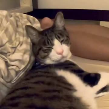 小さい頃から女の子と一緒に寝ている猫→夜、様子を見に行くと…寝る前の『まさかの光景』に笑顔になる人続出「安住の地ｗ」「可愛さ半端ない」