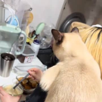 料理をしていると、猫が背中に乗ってきて…飼い主さんを『見守る様子』が可愛すぎると９万再生「想像以上で笑った」「冬は温かくていいね」