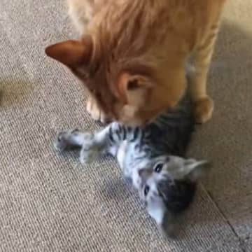 新入り子猫に戸惑う先住猫→考えた末にとった"予想外の行動"と現在の2匹の様子に反響「モップをかけてるみたいｗ」「優しいお兄ちゃん」