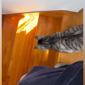 一緒に階段を降りたい猫→飼い主さんが『ついて来ていない』ことに気がついて…可愛すぎる反応が７万再生「たまらん」「メロメロになっちゃう」