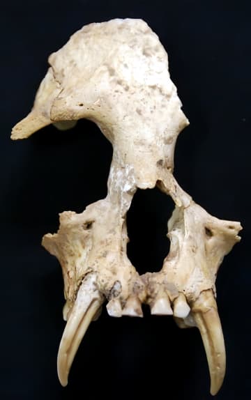 秦の始皇帝の祖母の陵墓で見つかったテナガザルは絶滅した新種―中国メディア
