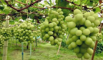 日本産ブランドを知財で守れ 模倣品損失年間1000億円 日本弁理士会が説明会