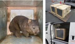 オーストラリアから大阪府池田市立五月山動物園へウォンバット2頭の輸送をサポートしました。