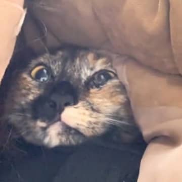 動物病院にやって来た猫→恐怖のあまりに…飼い主さんに見せた『愛おしい行動』に悶絶の声「可愛くて涙が出る」「信頼しているんだね」