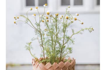 【ハーブガーデニング】ティーやポプリにおすすめ【カモマイル】の栽培方法と活用アイデア3選