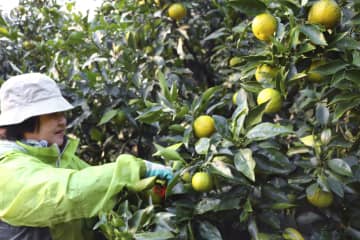 かんきつ「ジャバラ」収穫始まる　和歌山・北山村の特産