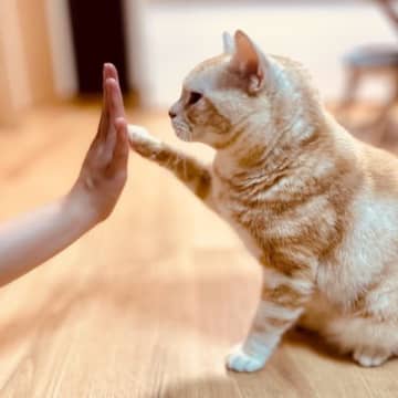 猫のトレーニングには『クリッカー』が効果的？4つのメリットや使いこなすためのコツ