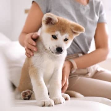 子犬を苦しませてしまう『飼い主のNG行動』4つ　やってはいけない理由や性格に与える影響まで