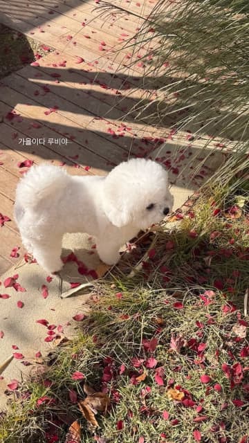 女優ソン・ヘギョの“穏やかな秋の日常”。お散歩中の愛犬ルビーが可愛すぎる！【PHOTO】