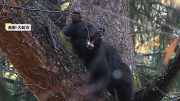 「ヒグマが進化」檻に入らずエサだけ奪う　家庭ゴミの不法投棄は“人間の生活圏の味を知るきっかけになる”と猟友会の怒り