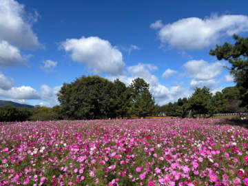 【尼崎】11月のドライブはここに決定！今が見頃♪見渡す限りの○○○○畑