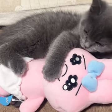 ぬいぐるみと同じくらいの大きさだった子猫が、『４か月後』…劇的なビフォーアフターに「急に親猫になって笑った」「すごい貫禄あるね」と驚きの声