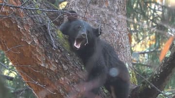 クマがホテル近くに…捕獲して山中へ逃がす　体長1.2m、体重60kgのオスが木の上に　大町温泉郷で目撃情報相次ぐ　住民や観光客に注意呼びかけ